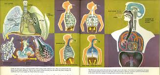 Austin Kleon — Illustrations from The Human Body: What It Is And...