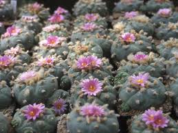 It is therefore not unusual that it can only be harvested after a few years. How To Grow And Care For Lophophora World Of Succulents