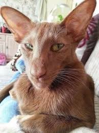 Check price and buy online. 10 Best Siamese Cats For Sale Ideas Siamese Kittens Siamese Cats Cats And Kittens