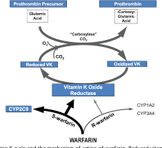 It is absorbed from food, and reduced to vitamin kh2 by vitamin k reductase, which is not susceptible to the action. Figure 3 From The Evolution Of Oral Anticoagulant Therapy Semantic Scholar