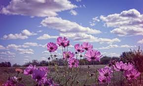 On the summer solstice, we enjoy the most daylight of the calendar year. Happy First Day Of Summer Jubilee Farm