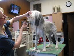 Walmart.com has been visited by 1m+ users in the past month Grooming School So You Want To Be A Dog Groomer Canine Club Academy Blog