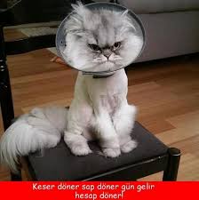 En Sinirli 10 Kedi Capsi Neolacakki