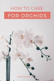 Air flow is also very important. Easy Orchid Care Guide