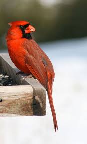 Red Birds That Look Like Cardinals Cardinal Hope Encouragement Cardinal Red Bird Blank Etsy In 2020 Cardinal Birds Red Birds Bird