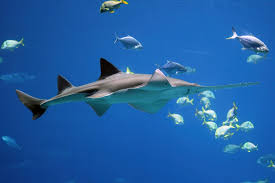 Saving a Remarkable Fish Few Have Ever Seen: A Message From Our Interns