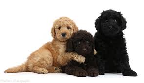 This is the most common identifyer for these mixed breed dogs but they have several other nicknames like groodles, doodles and sometimes goldenpoos. Three Cute Puppies Online