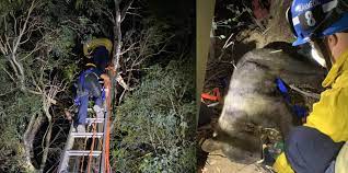 Outside we learned of trains and cacti there were animals: Bear Tranquilized Removed From Tree In Lucerne Valley Vvng Com Victor Valley News Group