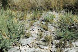 Image result for Cressa cretica