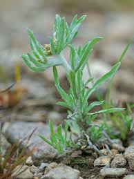 Image result for Gnaphalium