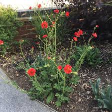Geums are clump forming and divide easily after the first year. Geum Mrs J Bradshaw Syn Geum Chiloense Mrs J Bradshaw Avens Mrs J Bradshaw Uploaded By Richard Spicer 7906