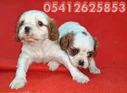 Cavalier King Charles Yavru Fiyatlari 05412625843 Cavalier King Charles King Charles Cavalier
