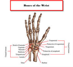 Image result for Normal Anatomic Position of the Hand and Wrist