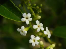 Image result for Citharexylum