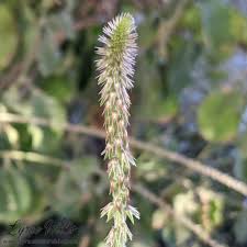 Image result for Centemopsis