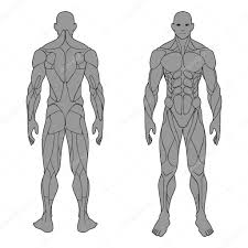 Muscles allow a person to move muscles in the torso protect the internal organs at the front, sides, and back of the body. Human Body Anatomy Male Man Front And Back Muscular System Of Muscles Flat Medical Scheme Poster Of Training Healthcare Gym Vector Illustration Premium Vector In Adobe Illustrator Ai