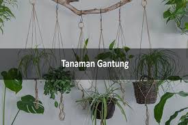 Surat pemohonan ijin tebang pohon. 7 Tanaman Gantung Cantik Terbaik Cara Menanam Dan Merawatnya