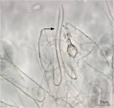 Image result for Tetranychidae grapevine