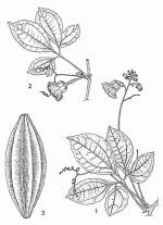 Image result for Telfairia occidentalis