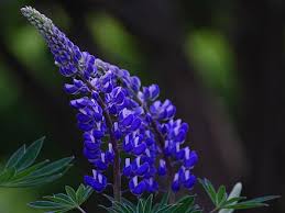 We did not find results for: Lupinus Polyphyllus Wikiwand