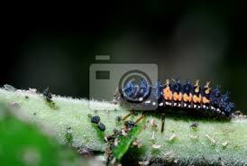 Rechnet man hausbesitzer mit garten auf dem grundstück und diejenigen, die in gemeinschaftlichen. Schaedlinge Im Garten Fototapete Fototapeten Varmint Close Up View Bluhend Myloview De