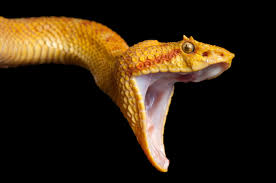 Snake is any of the numerous elongate, limbless, scaled, carnivorous reptiles comprising the suborder serpentes (or ophidia) of the order squamata. Snakes Facts And Information
