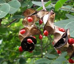 Image result for Tragia adenanthera