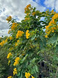 Image result for Cassia thyrsoidea