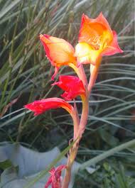 Image result for Gladiolus dalenii