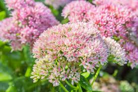 Image result for Sedum