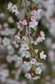 Pin By Debby Garrett On Australian Gardens Australian Flowers Australian Native Flowers Australian Native Plants