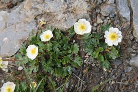 Image result for Ranunculus oreophytus