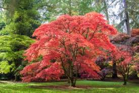 History and origins of the red dragon japanese maple. Types Of Maple Trees Lovetoknow