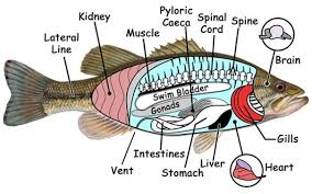 The Internal And External Anatomy Of Florida Fish Visit Florida Fish Anatomy Fish Red Fish Blue Fish