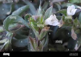 Image result for Asystasia mysorensis