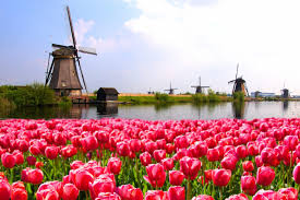 Die niederländer haben sich dann auch so einiges. Tulpenblute In Holland Entdeckt Farbenfrohe Blutenmeere
