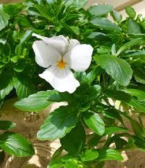 Check spelling or type a new query. Live Best Plants For Winter Flowers