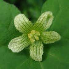 White Bryony One Of The Poisonous Plant Seeds Found At Soutra Aisle Scotland Poisonous Plants Plants Beautiful Flowers