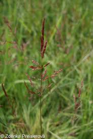 Image result for Agrostis isopholis