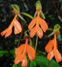 Image result for Habenaria aberrans