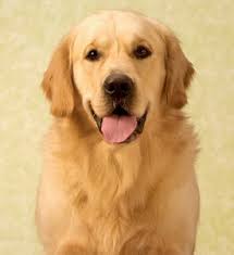 The Best Dog Breeds For Autistic Children Cuteness Best Dog Breeds Therapy Dogs Breeds Dog Breeds