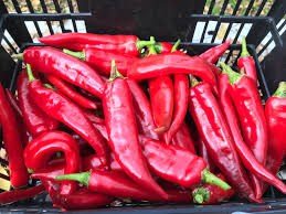 Guajillo Chiles