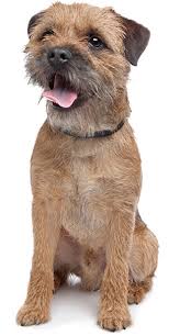 The experts at the american these gentle, cuddly terriers make great watchdogs and downtime partners. 40 Dogs That Don T Shed The Best Non Shedding Breeds