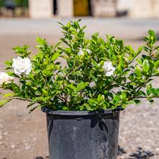 Image result for Gardenia