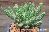 Image result for Euphorbia davyi
