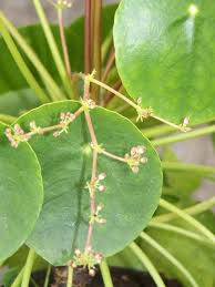 Chinese money plant dropping its leaves due to poor soil drainage, overwatering or underwatering. Pilea Peperomioides Chinese Money Plant Guide Our House Plants