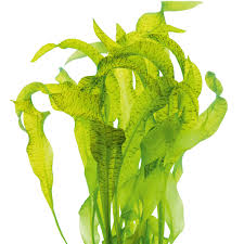 Image result for Ottelia ulvifolia