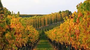 Prosecco is a vineyard covered region famed for its bubbly about one hour and a half north of venice. Italian Wine Region Sangiovese Kingdom Wine Dharma