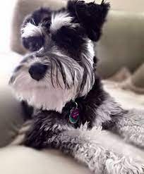 Pin By Evelyn Fernandez On Schnauzers Miniature Schnauzer Puppies Miniature Schnauzer Schnauzer Puppy