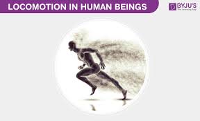 Locomotion - Walking, Running, Jumping | Britannica